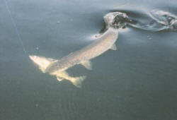 Walleye and Pike Action